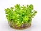 Preview: Indischer Rotala - Rotala indica in vitro